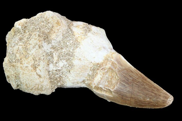 Fossil Rooted Mosasaur (Prognathodon) Tooth - Morocco #116975
